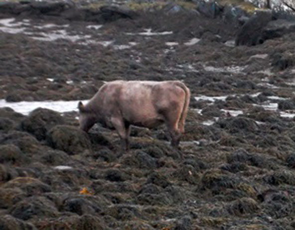 Seaweed as animal food